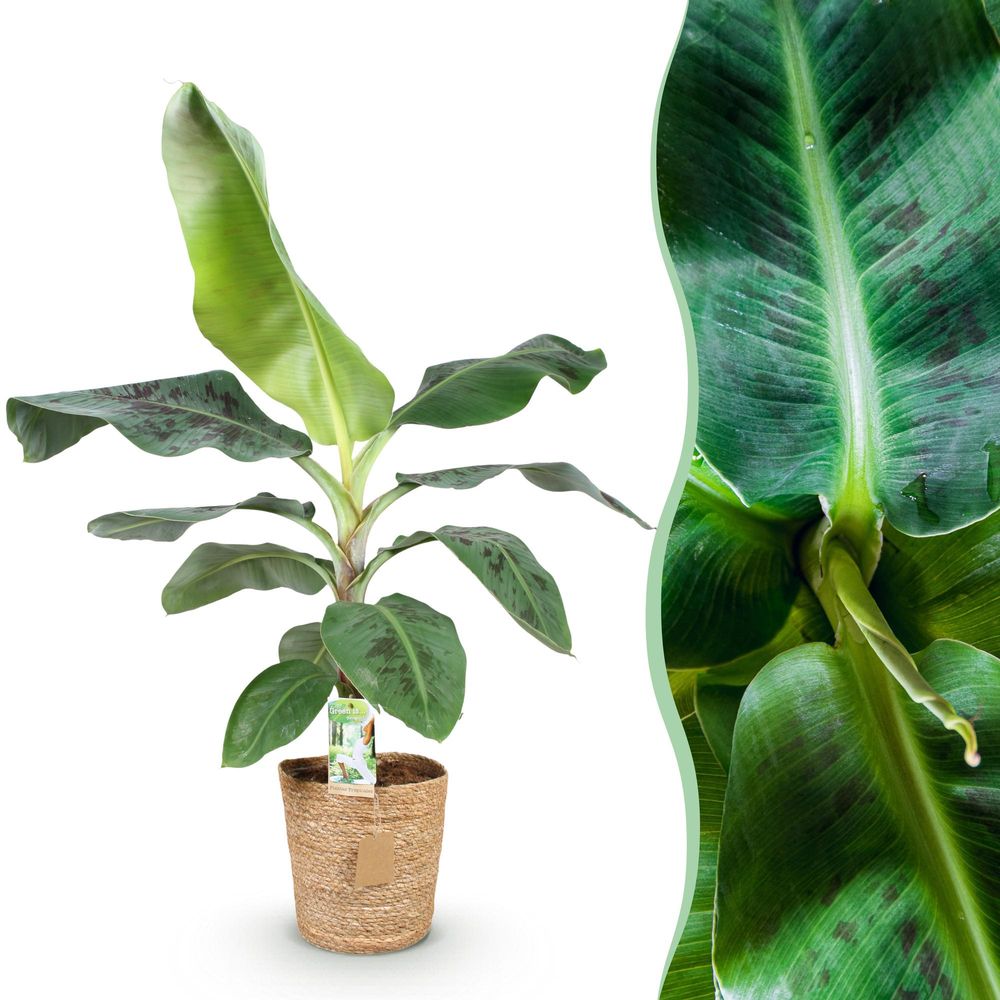 Musa acuminata nain cavendish - plante de banane - pot de 21cm - hauteur 70-75cm