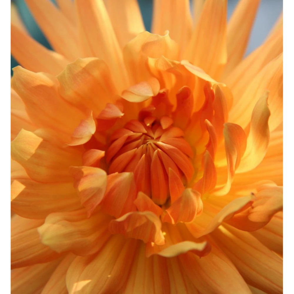 Bulbe de dahlia cactus éclatant sachet de 1 bulbe