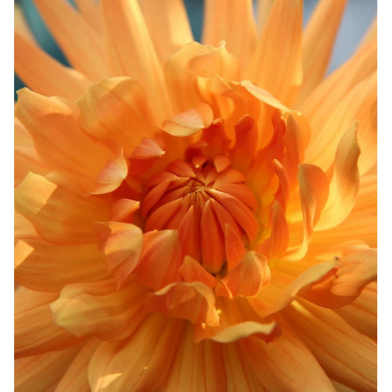 Bulbe de dahlia cactus éclatant sachet de 1 bulbe