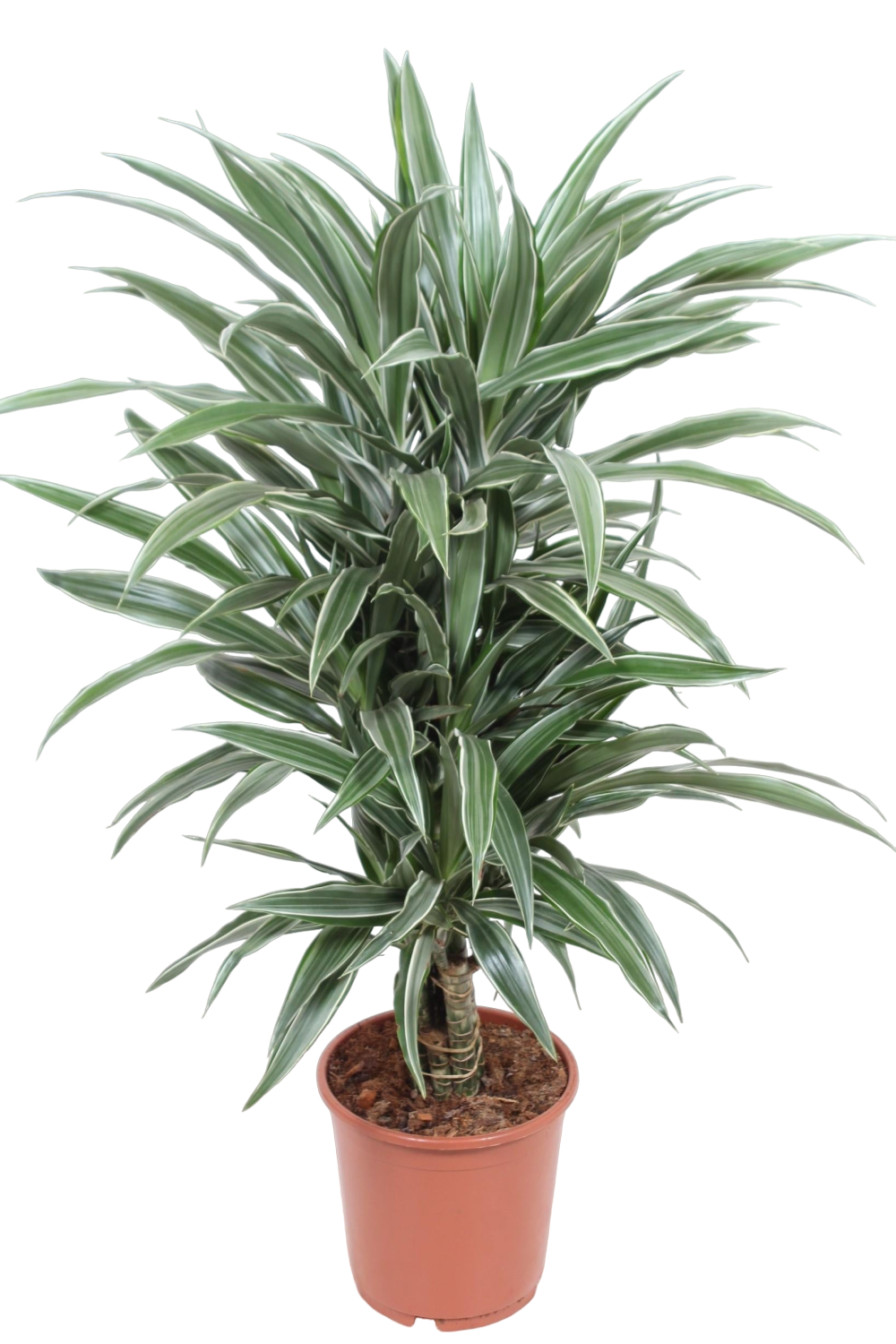 Plante d'intérieur - dracaena 'warneckei' 100.0cm