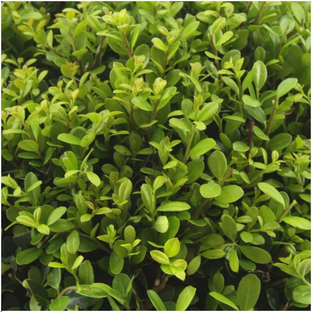 Ilex crenata 'jenny' - lot de 24 - ø7cm - ↕25 cm - plante de haie