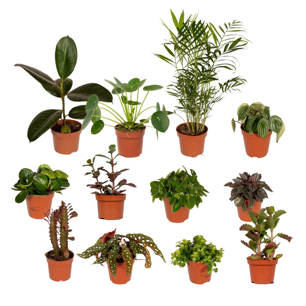 Boîte de rangement - ø12cm - 12x - plantes d'intérieur
