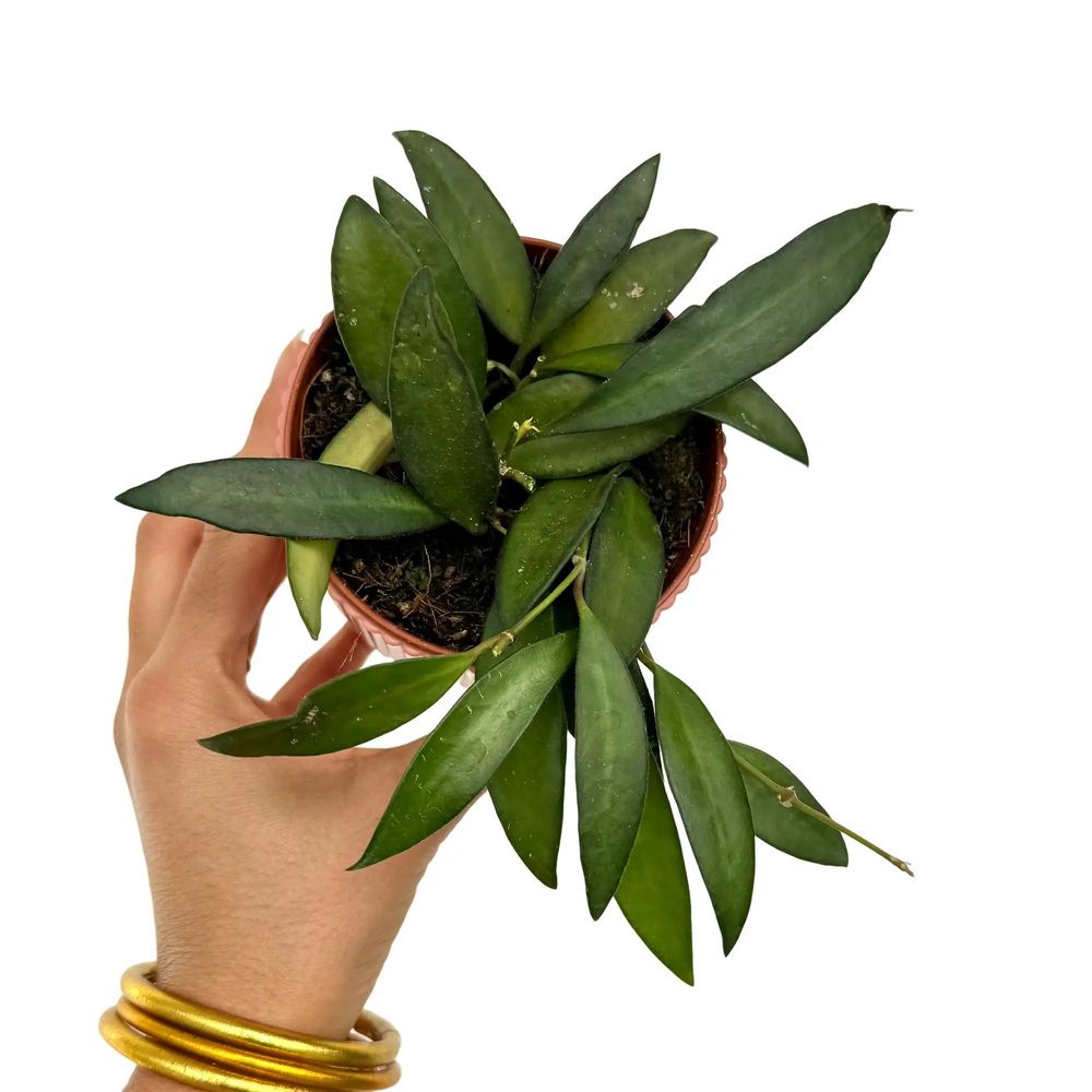 Hoya rosita - pot de 9cm - plantes d'intérieur