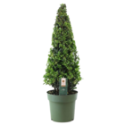 Ilex crenata pyramid 'houx japonais' - substitut de buis - plante de jardin - ⌀21cm - hauteur 60–70cm