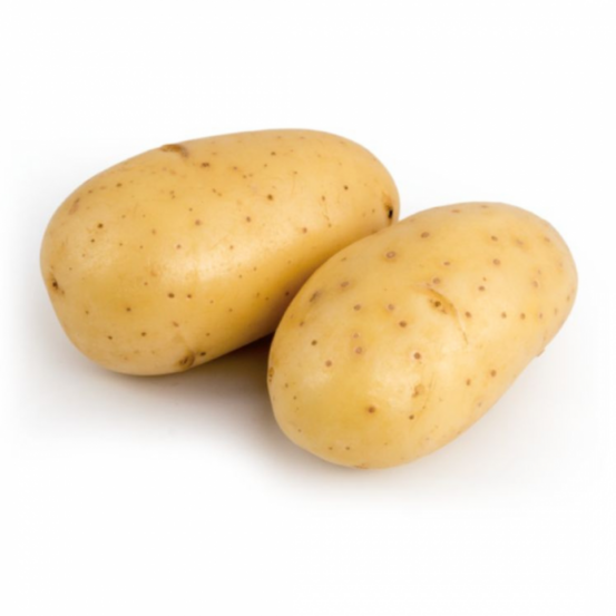 Talentine 100 plants de pomme de terre