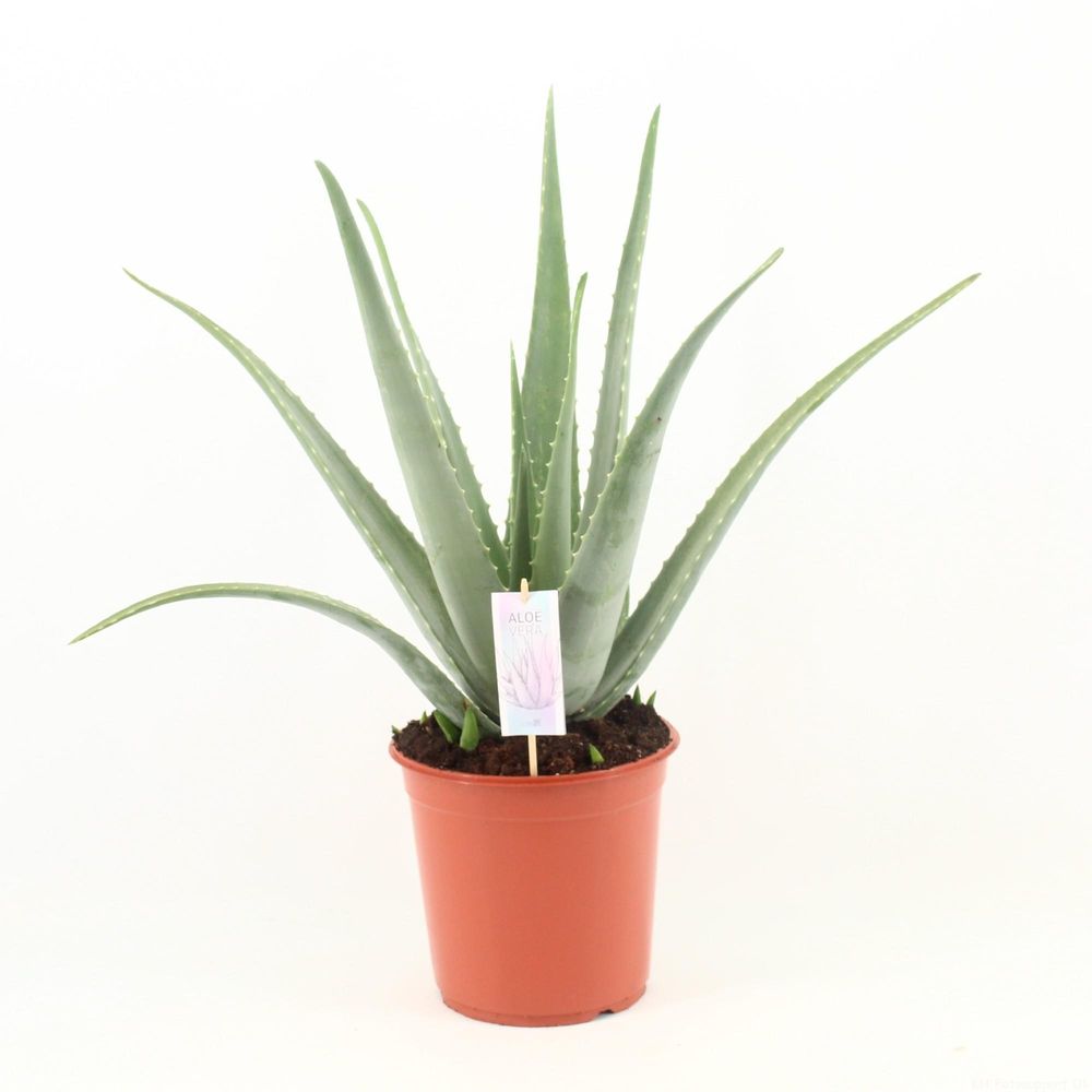 Aloe vera p24 - ø24cm - ↕70cm - plantes d'intérieur