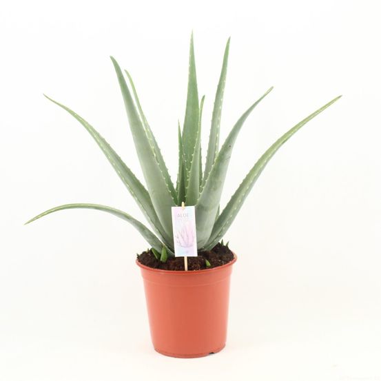Aloe vera p24 - ø24cm - ↕70cm - plantes d'intérieur