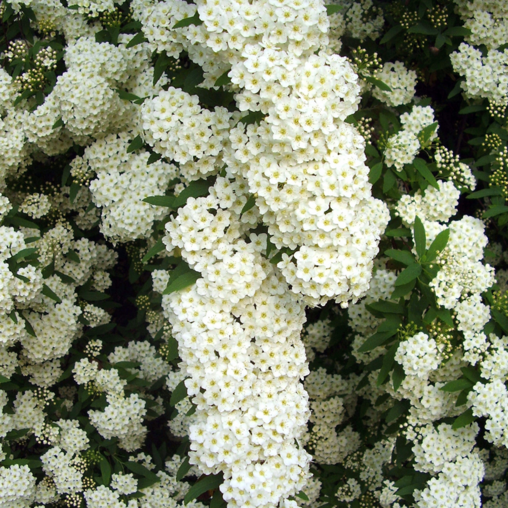 Spirée arguta - spiraea arguta 40/60 cm pot 3l