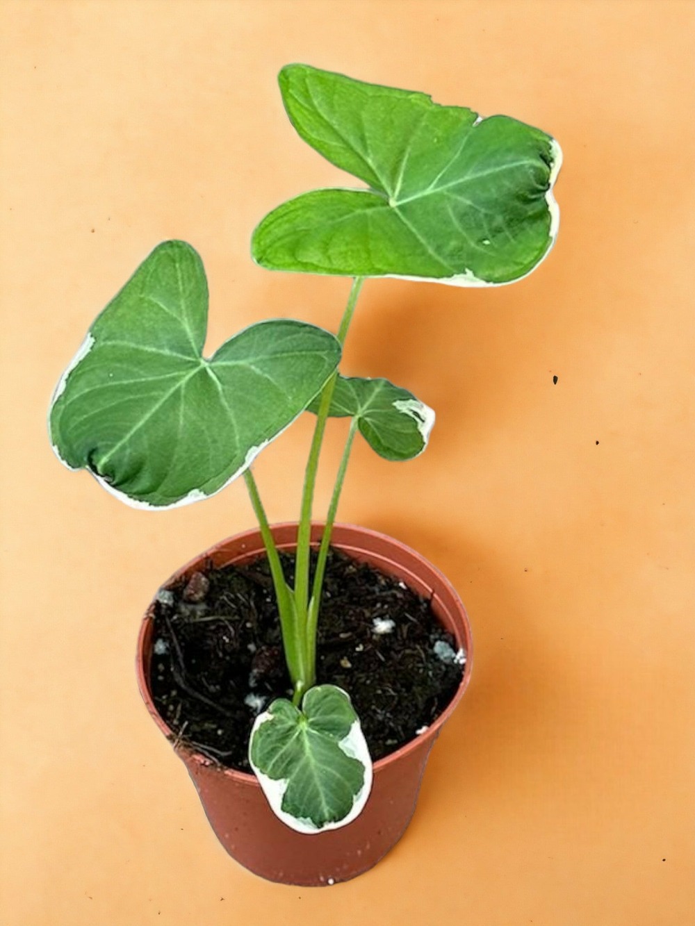 Plante d'intérieur - alocasia mickey mouse 25cm