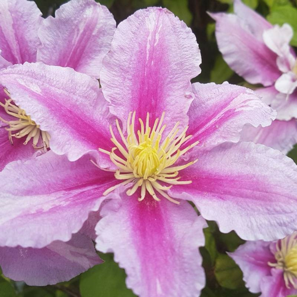 Clématite pamina pot de 1,5l - tuteur bambou 30/60 cm