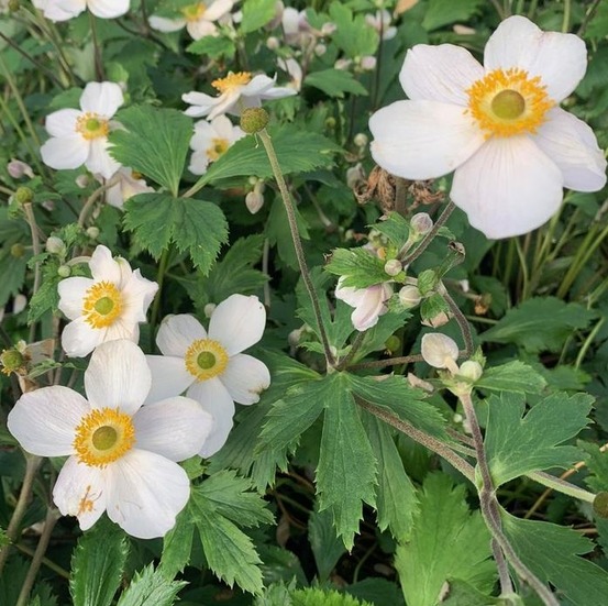 6 x anémone du japon 'elfin swan' - anemone 'elfin swan' - godet 9cm x 9cm