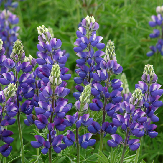 Graines de lupin annuel avalune blue - lupinus hartwegii le sachet de 40 graines environ (1g)