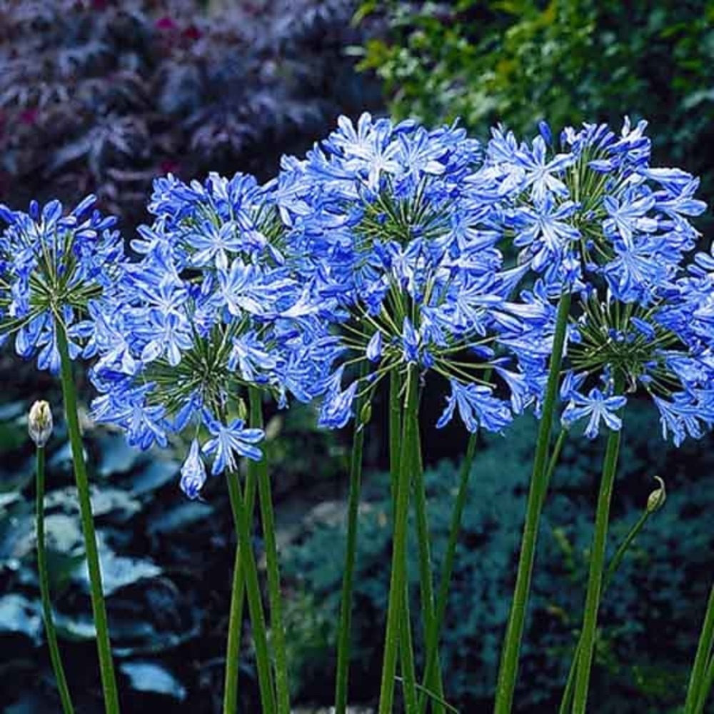 Agapanthe 'blue heaven' godet de 8/9 cm