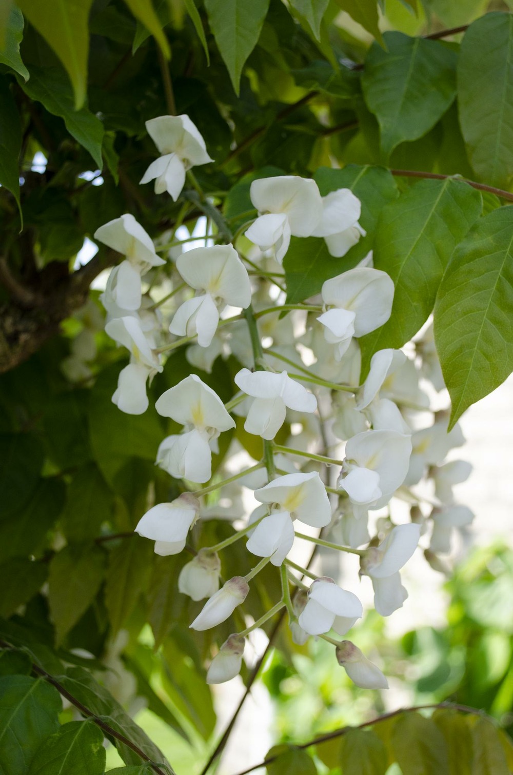 Lot de 2 - wisteria floribunda 'longissima alba' - h65 cm - ø15 cm