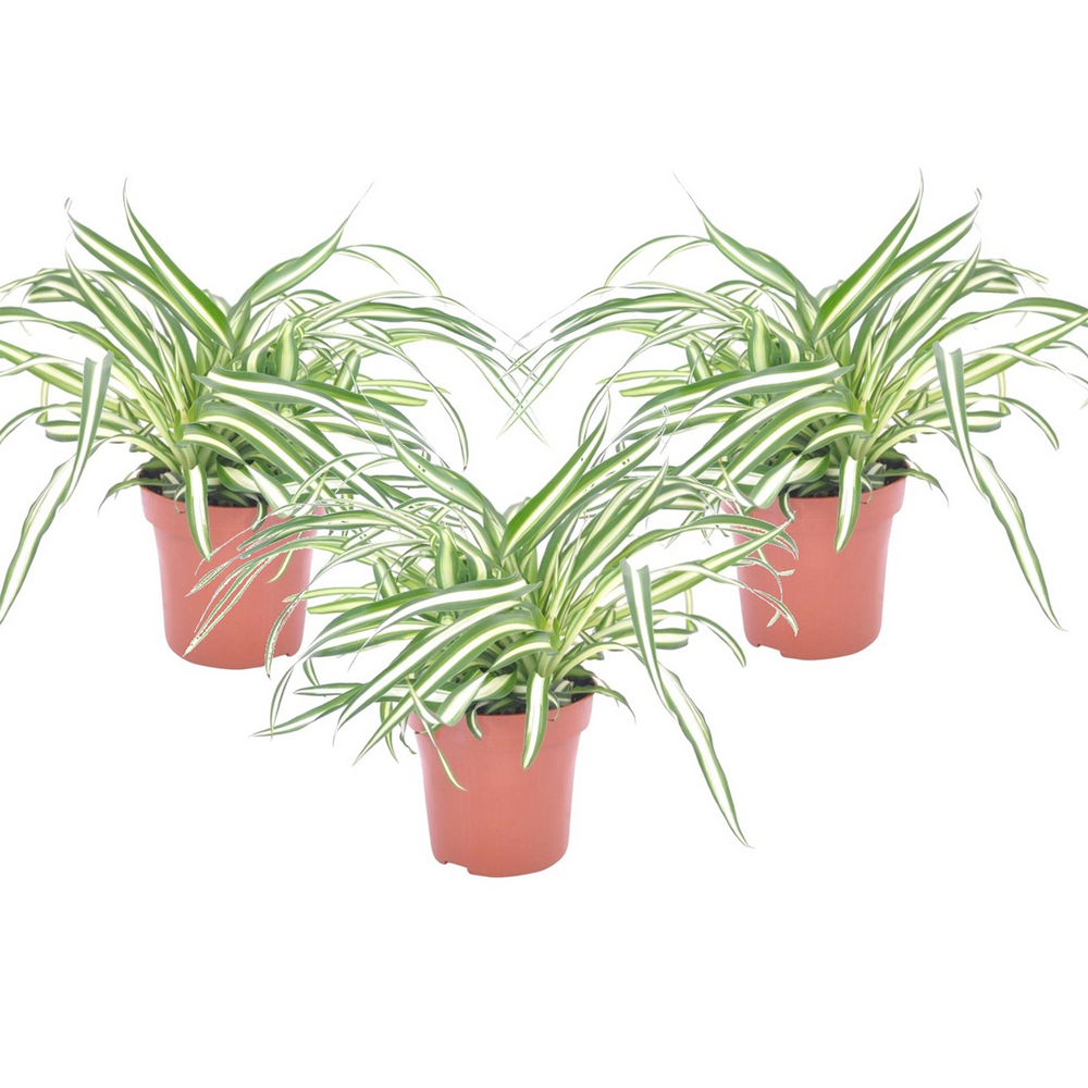 Plante araignée - set de 3 - chlorophytum comosum 'atlantic' - h25-40cm - ⌀12cm