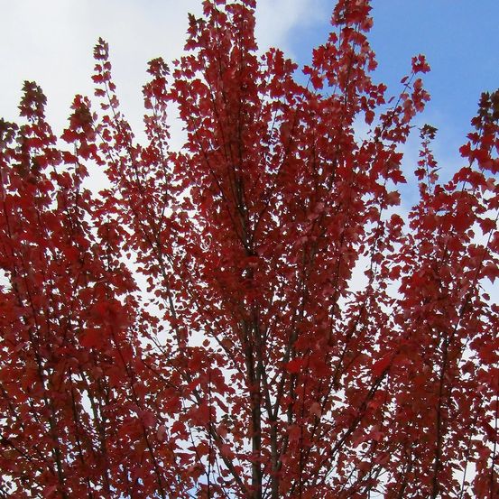 Érable rouge armstrong, acer rubrum pot de 15l - baliveau