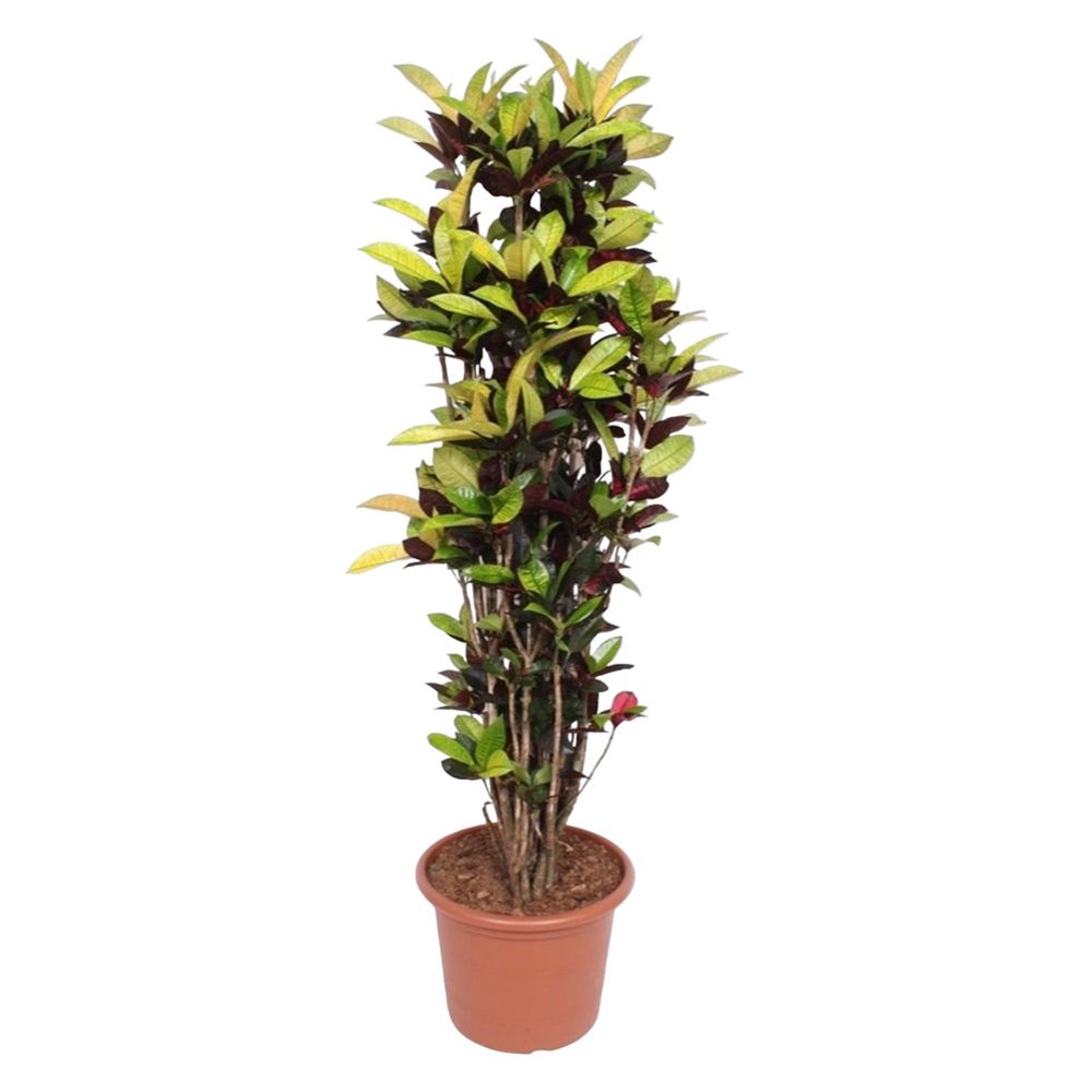Codiaeum iceton - plantes d'intérieur