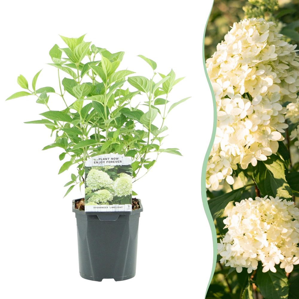 Hortensia 'limelight' - pot 17 cm - hauteur 50 cm - plante d'extérieur