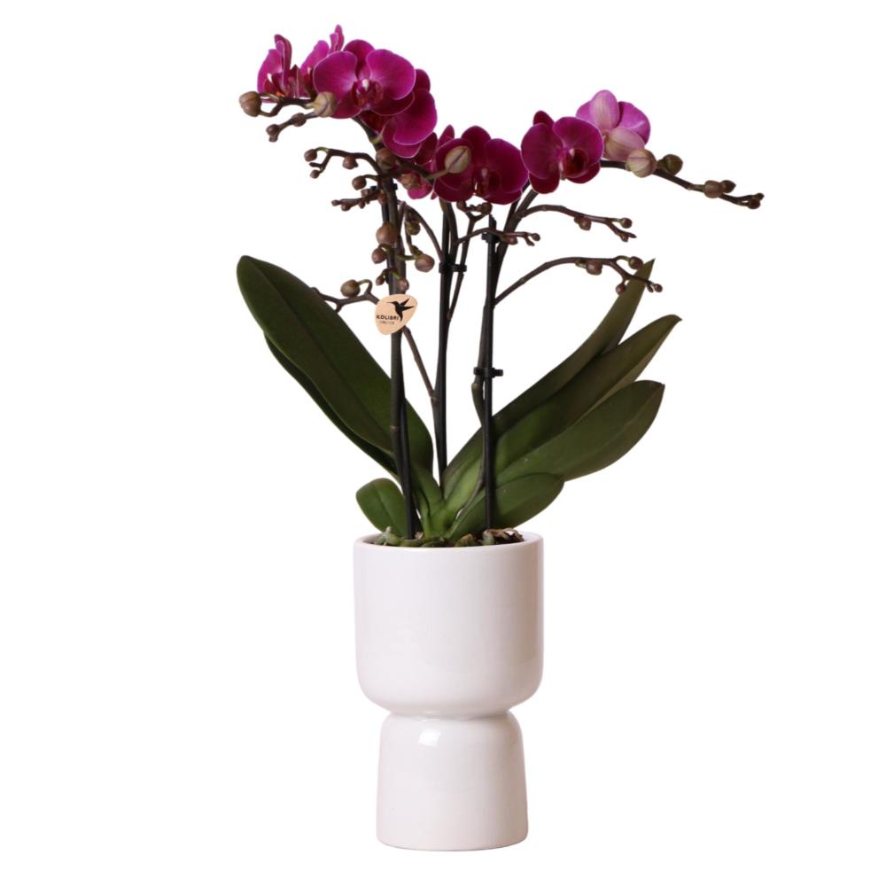 Plante d'intérieur - orchidée violette et son cache-pot gris - h40cm, ø9cm - plante d'intérieur 35cm