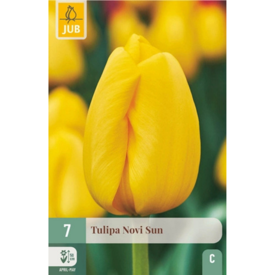 Bulbes de tulipes novi sun par 10 jaune