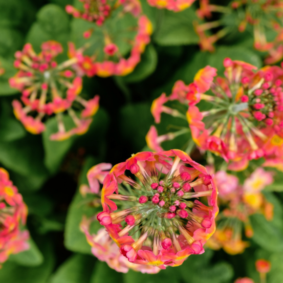 Chèvrefeuille - lonicera henryi 70cm