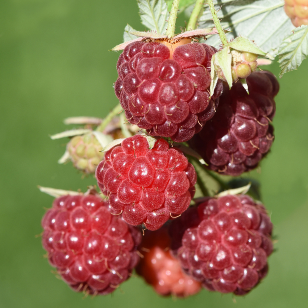 Framboisier willamette - rubus idaeus willamette 50/60cm