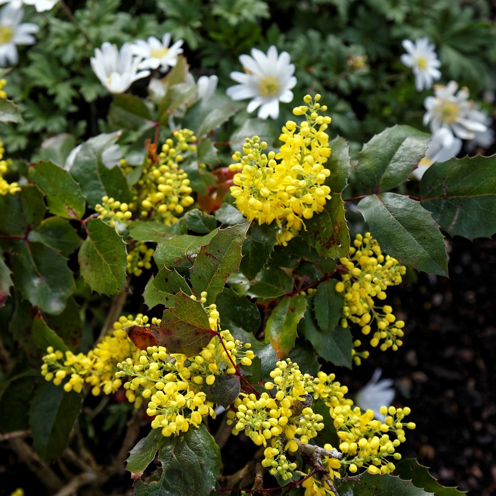 Mahonia à feuilles de houx 'apollo' pot de 2l/3l