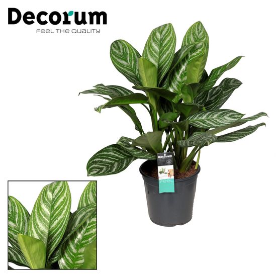 Aglaonema stripes - ø21cm - ↕80cm - plantes d'intérieur