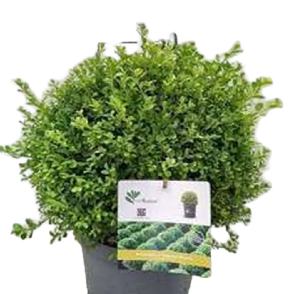 Betterbuxus 'babylon beauty' – boule 30+ cm