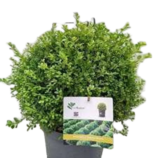 Betterbuxus 'babylon beauty' – boule 30+ cm