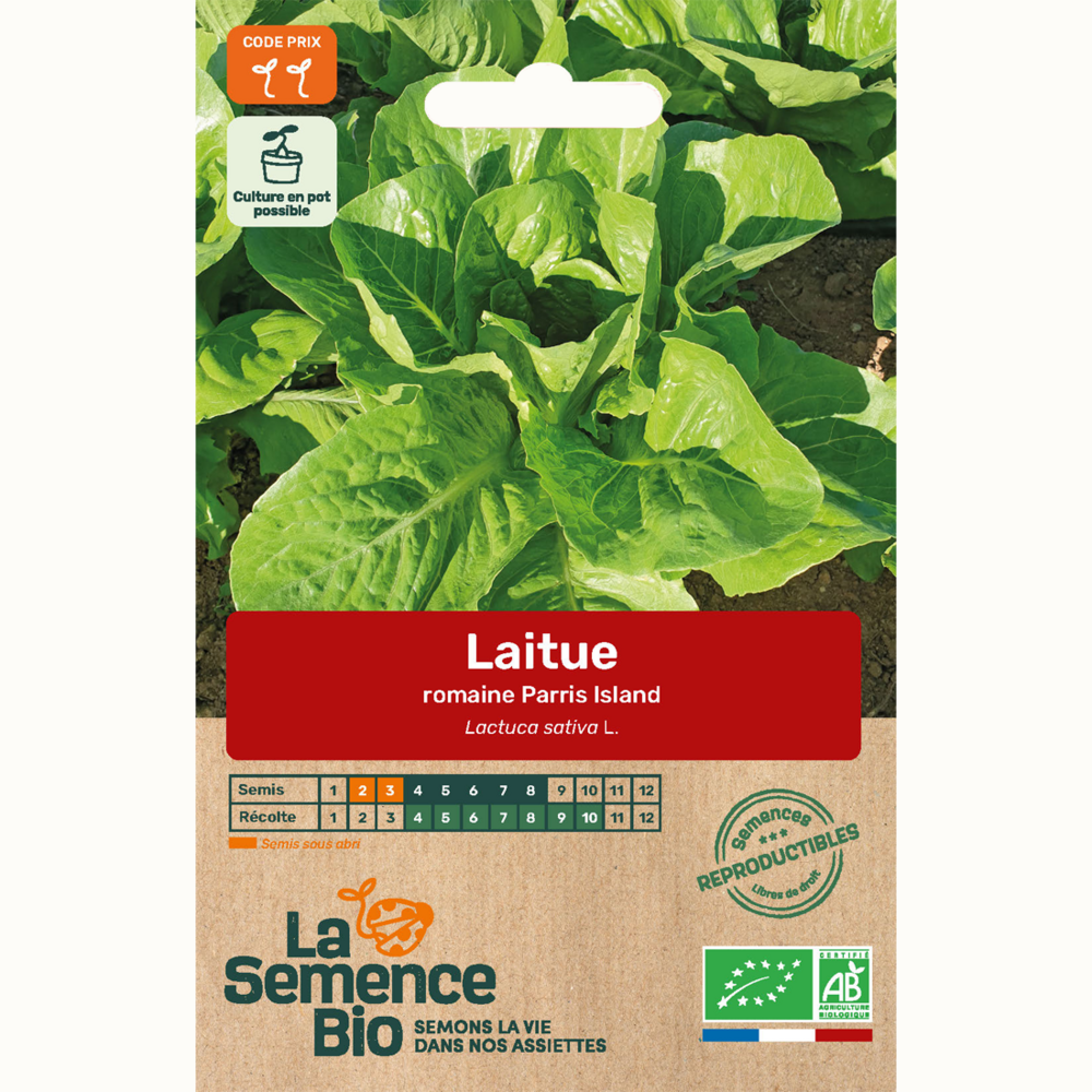 Laitue romaine parris island - graines bio