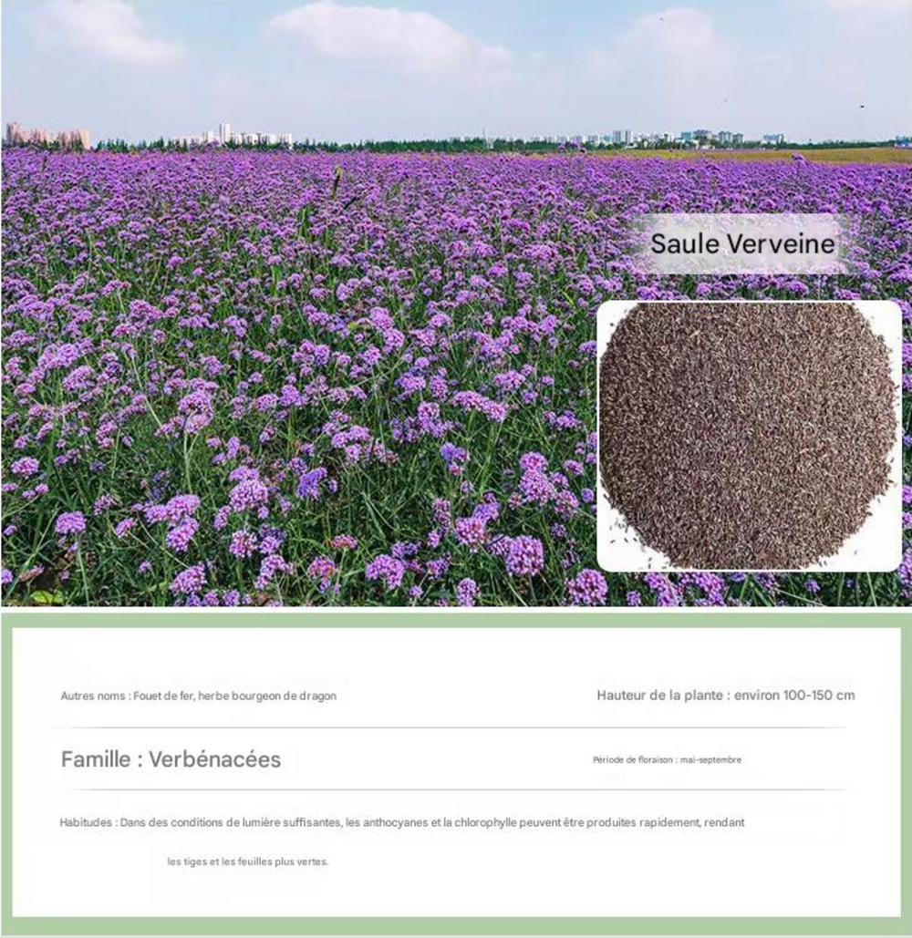 Dtopbuyage - graines de verveine 1000 gélules