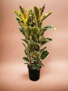 Plante d'intérieur - ficus elastica tineke - 160 cm - ø28cm 160cm
