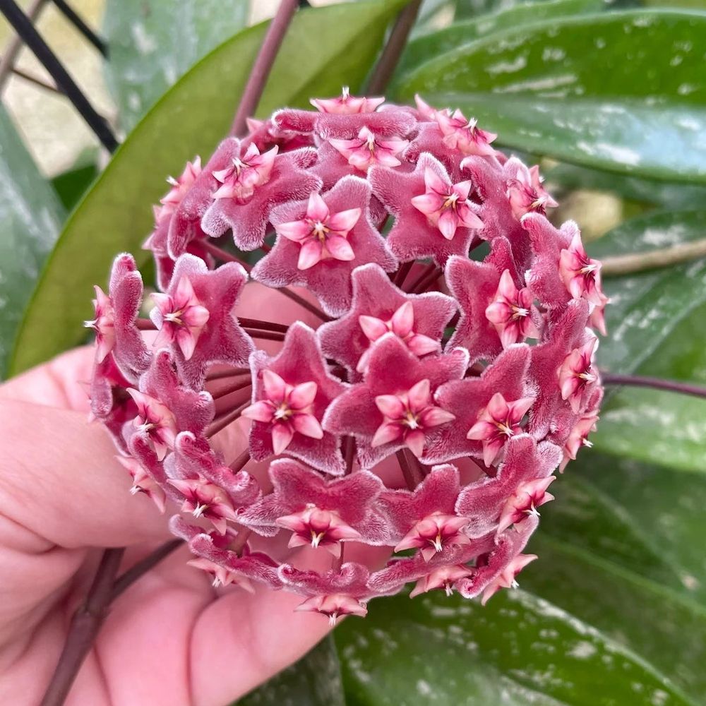 Hoya pubicalyx silver spot - pot de 12cm