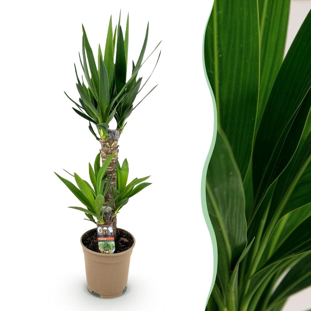 Yucca - yucca elephantipes - ø17cm - ↕75cm - plante d’intérieur