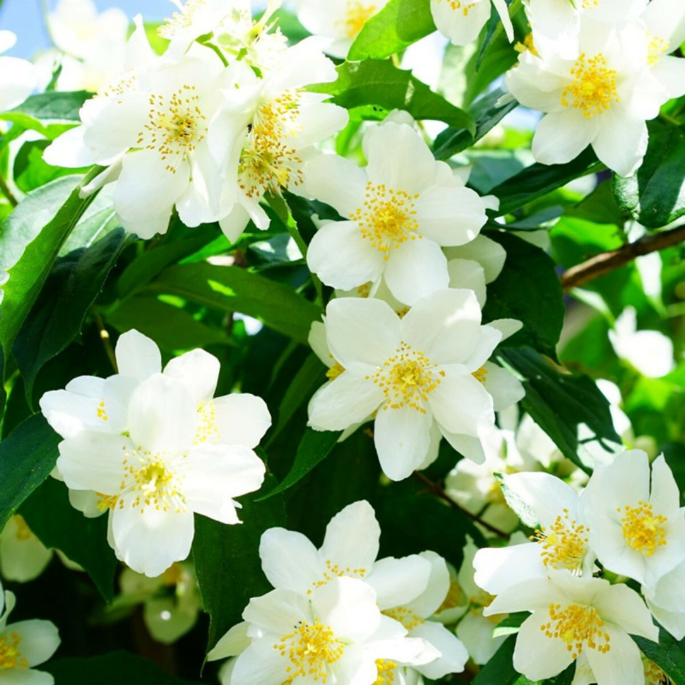 Seringat commun, philadelphus pot de 4l - 40/60 cm