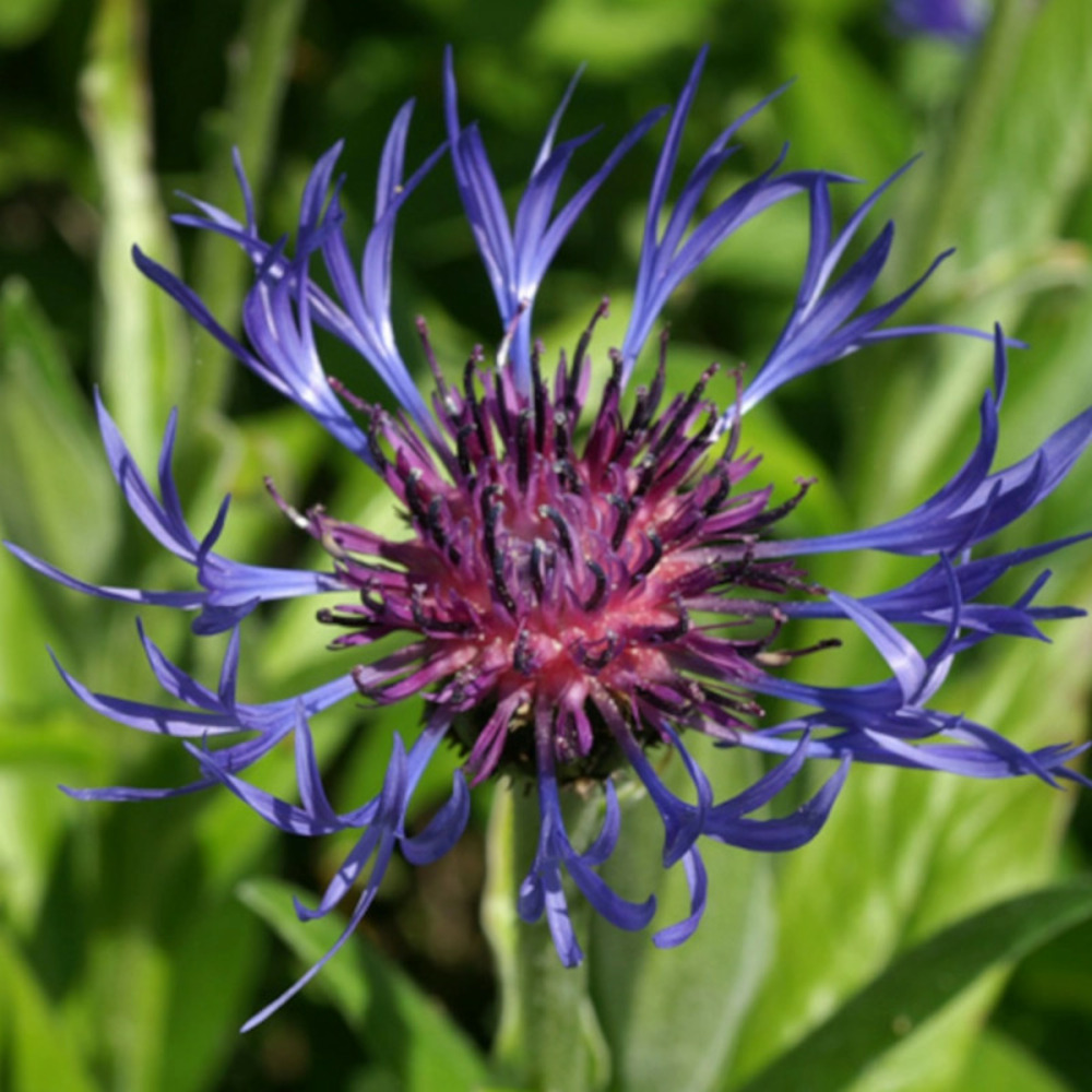 Centaurée des montagnes, bleuet des montagnes godet - 5/20 cm