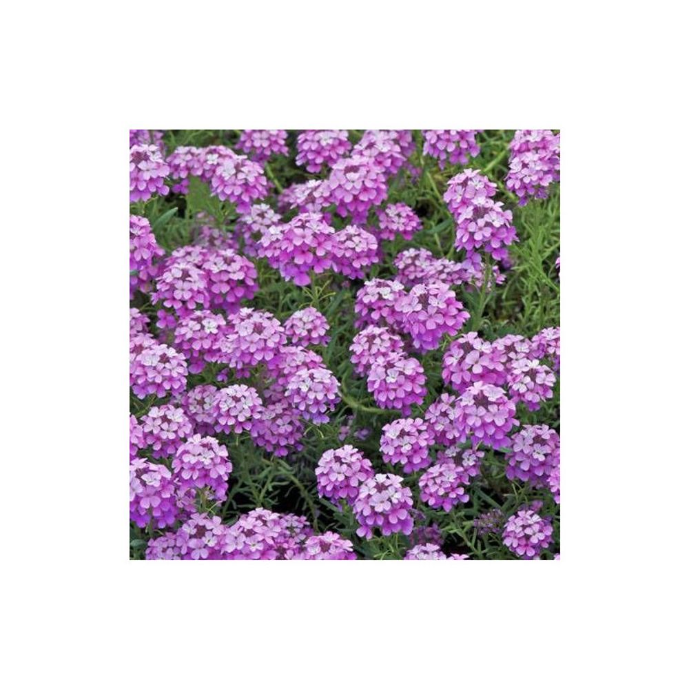 Aethionema warley rose lot de 9 godets