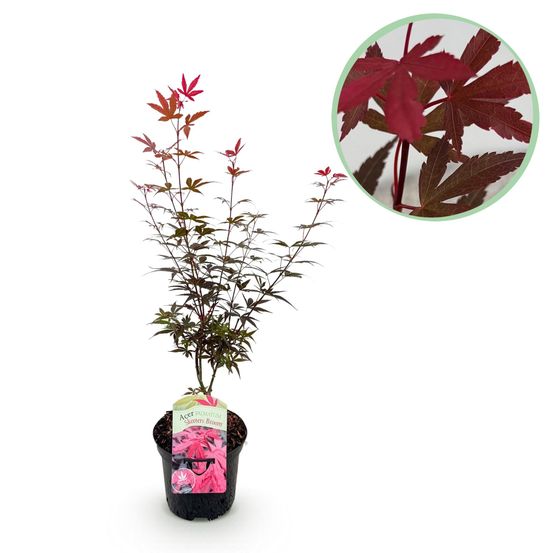 Erable japonais - acer palmatum skeetsers broom - violet - pot 19cm hauteur