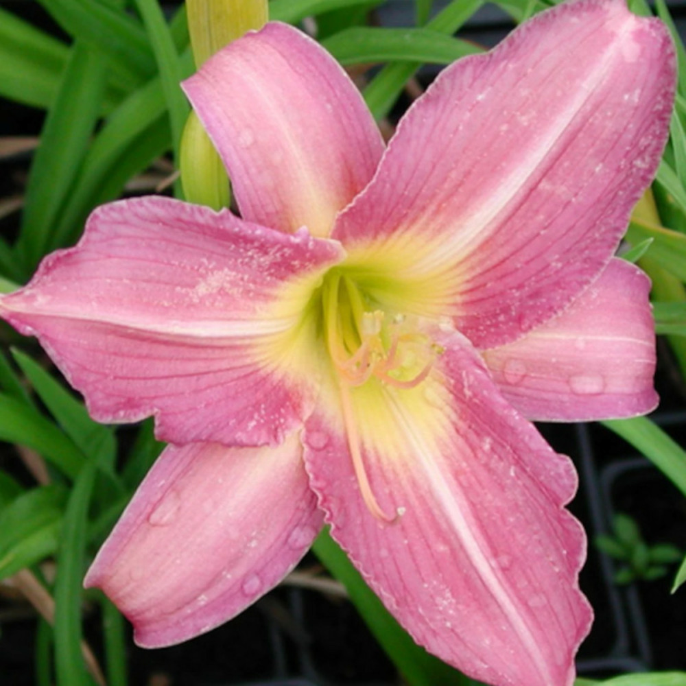 Hémérocalle see here godet - 5/20 cm