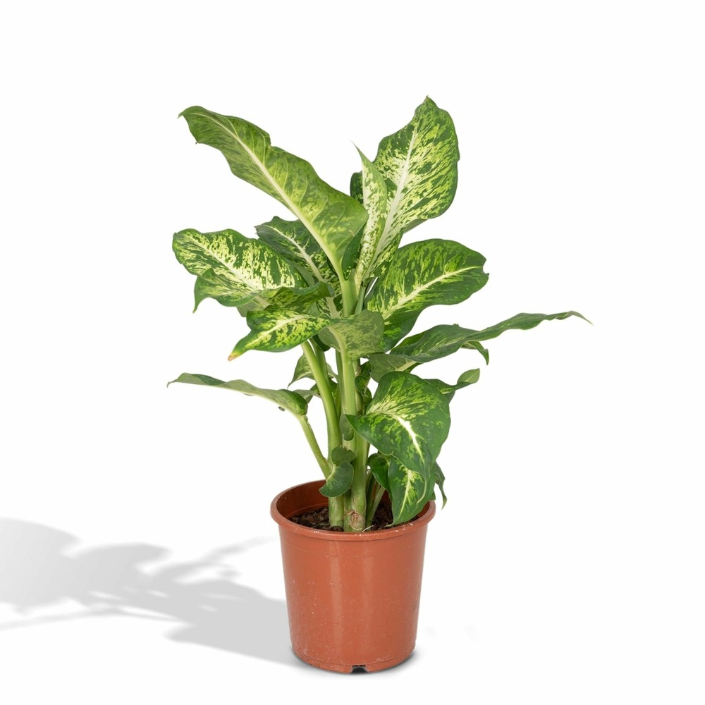 Dieffenbachia mars - h50 cm - ø17 cm