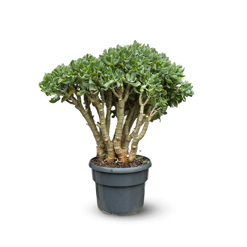 Crassula arborescens - arbre de jade bleu - ↕ 60-70 cm - ⌀ 25 cm - cactus et plantes grasses