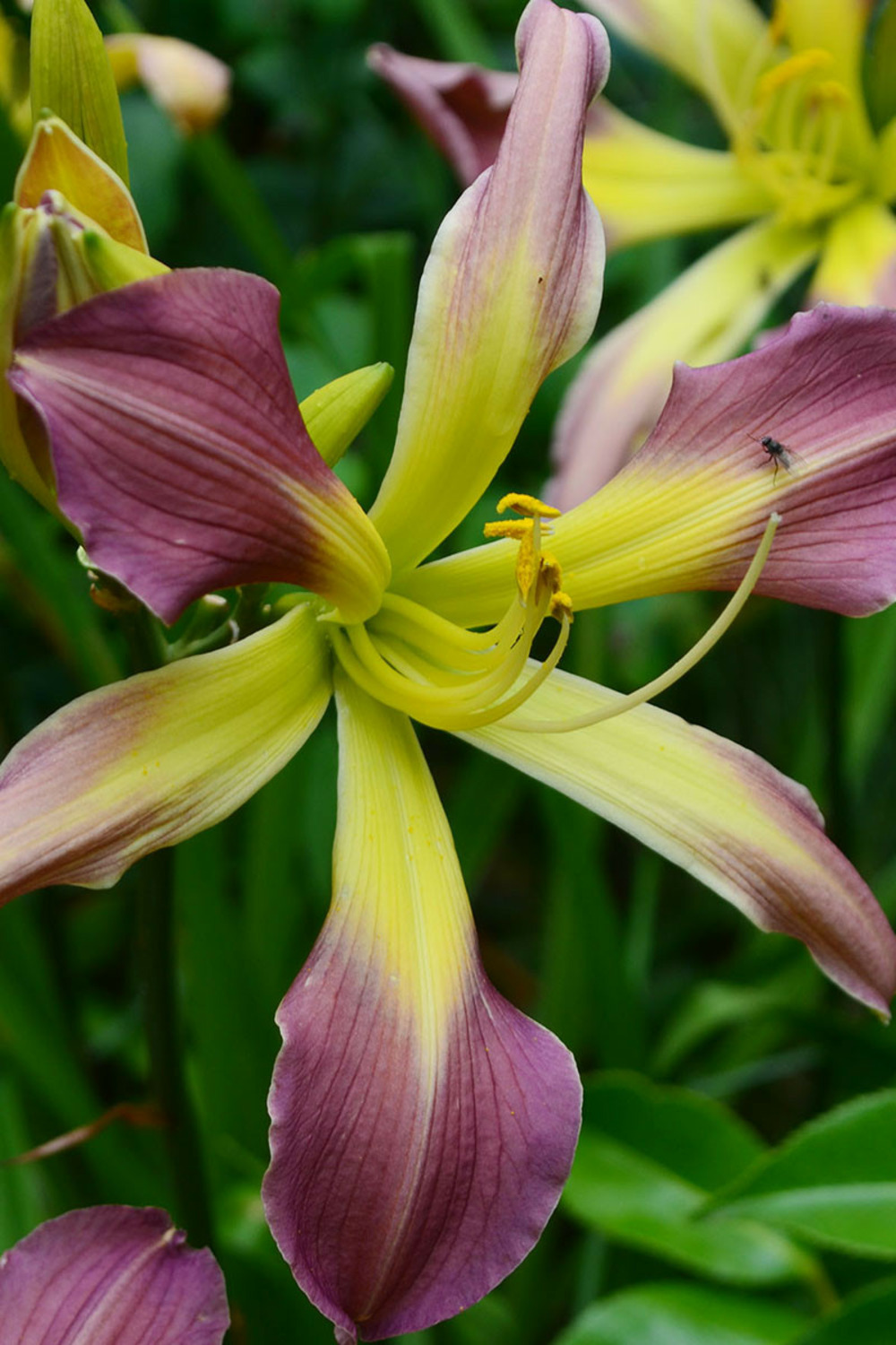 Hémérocalle 'dancing summerbird' - en pot de 2 litres