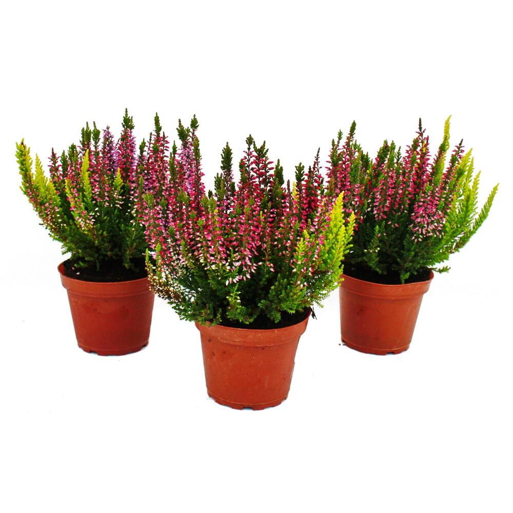 Calluna vulgaris - set de 3 plantes - bruyère à balai - plante de terre de bruyère - rustique - pot de 11cm - multicolore