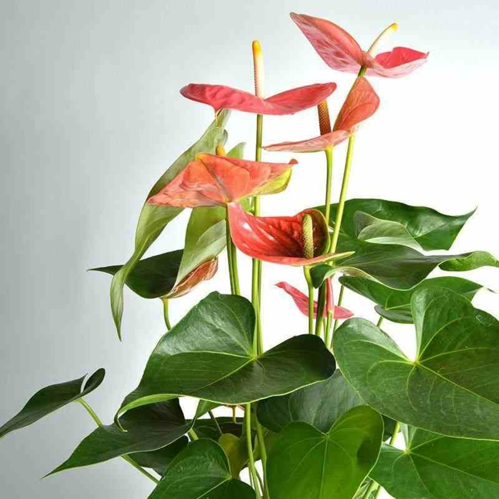 Anthurium andreanum rosier colorado (anthure flamant rose, langue de feu) pot de 2 litres - 50/70 cm
