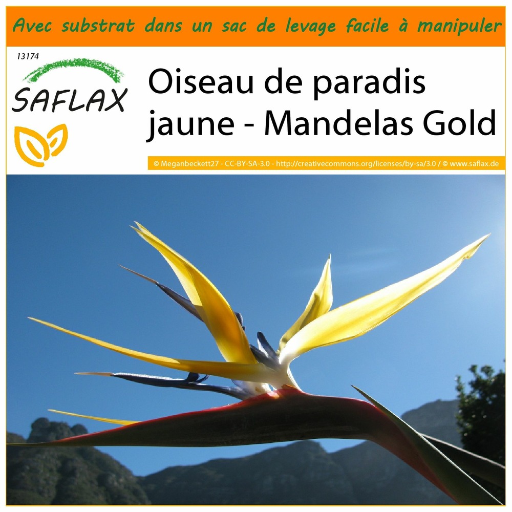 Garden in the bag - oiseau de paradis jaune - mandelas gold - 4 graines - strelitzia reginae yellow