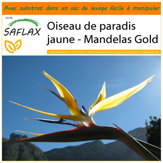 Garden in the bag - oiseau de paradis jaune - mandelas gold - 4 graines - strelitzia reginae yellow