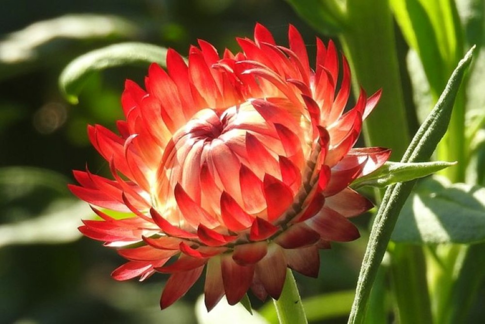 Sachet de graines de immortelle à bractées monstrueuses - sachet de 1 gramme - petite entreprise française