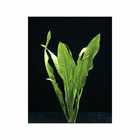Plante aquatique : Echinodorus Parviflorus en pot