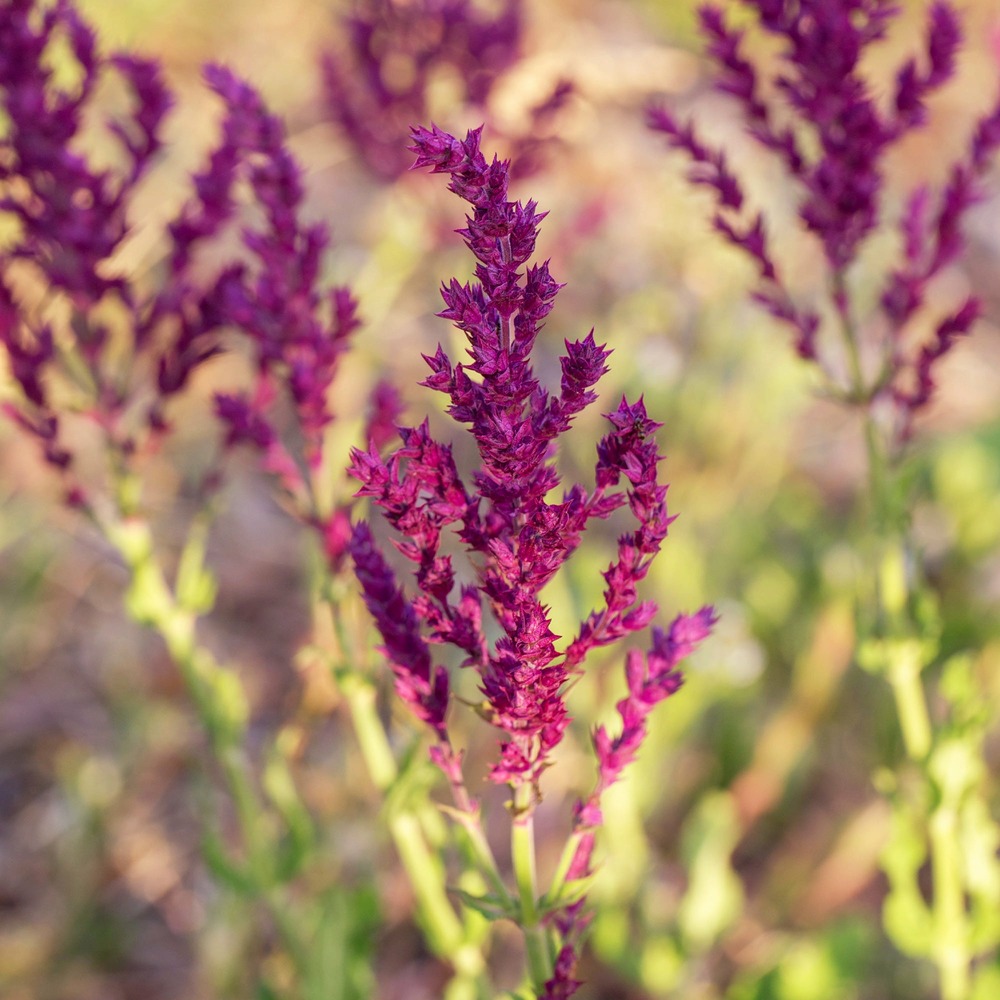 Sauge des bois schwellenburg - le pot / 8cm